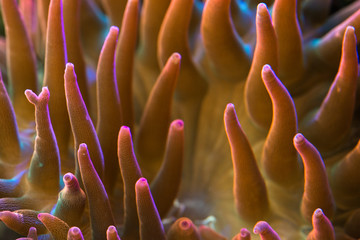 Fototapeta na wymiar close up of red bubble tip anemone