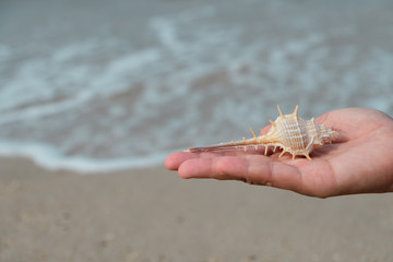 A shell on woman's hands