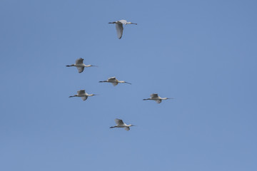Fototapeta premium Spatule blanche - Platalea leucorodia - Eurasian Spoonbill