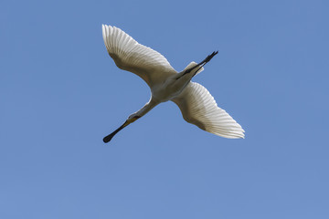 Spatule blanche - Platalea leucorodia - Eurasian Spoonbill