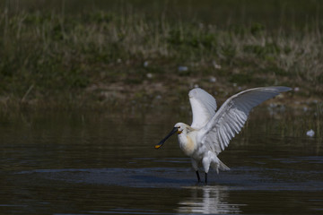 Spatule blanche - Platalea leucorodia - Eurasian Spoonbill
