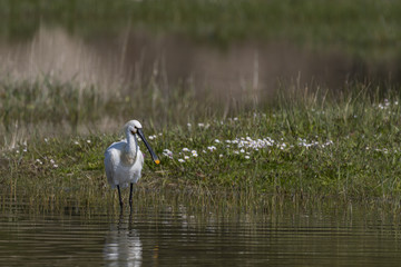 Spatule blanche - Platalea leucorodia - Eurasian Spoonbill