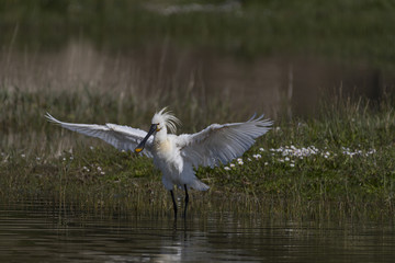 Spatule blanche - Platalea leucorodia - Eurasian Spoonbill