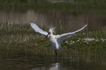 Spatule blanche - Platalea leucorodia - Eurasian Spoonbill
