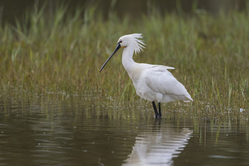 Spatule blanche - Platalea leucorodia - Eurasian Spoonbill