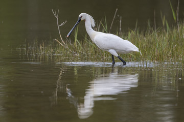Spatule blanche - Platalea leucorodia - Eurasian Spoonbill