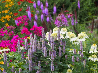 Double-flowered white and green flowers - Echinacea 'Milkshake' - coneflower. Beautiful flowerbed composition - Agastache, Echinacea, Liatris, Phlox.  