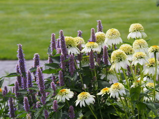 Double-flowered white and green flowers - Echinacea 'Milkshake' - coneflower. Beautiful flowerbed...
