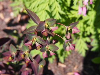 Euphorbia dulcis 'Chameleon' - Chameleon Spurge, sweet spurge   