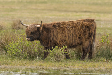 Vaches Highland Cattle (écossaises)