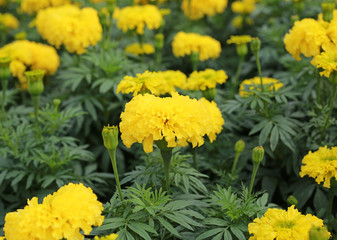 Marigolds (Tagetes erecta, Mexican marigold, Aztec marigold, African marigold)