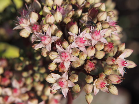 Sedum telephium 'Matrona' (syn. Hylotelephium telephium) - orpine, stonecrop   