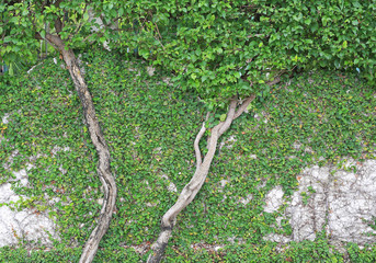 Green leaves on brick wall background with tree root.