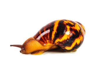 Single Snail with a beautiful shell,nice coloring,close up isolated on the white background