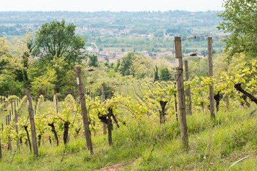 Fototapeta premium Walk through woods and vineyards