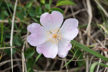 Flowers in the countryside