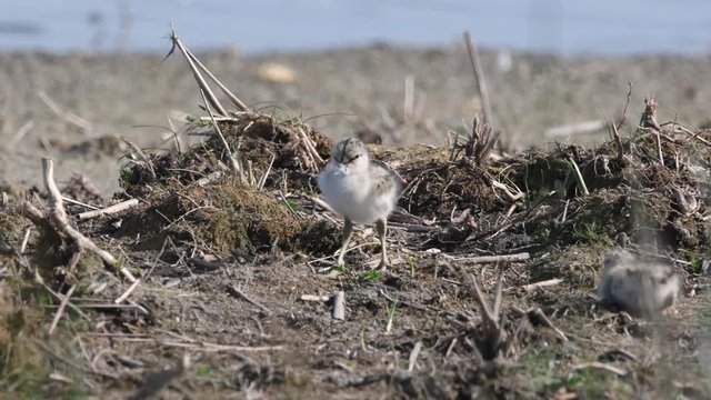 Avocettes &eacute;l&eacute;gantes et leurs poussins au nid 