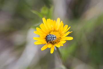 Flowers in the countryside