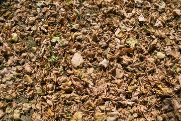 Background of autumn leaves on forest floor