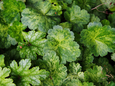 Heuchera 'Hercules' - Coral Bells, Alumroot 