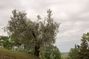 Walk through woods and vineyards