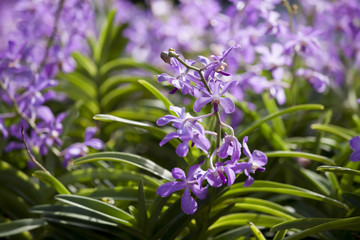 Closeup of Orchids flowers in garden.