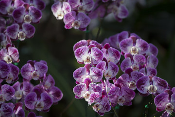 Closeup of Orchids flowers in garden.