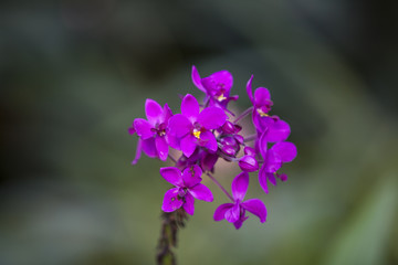 Fototapeta na wymiar Closeup of Orchids flowers in garden.