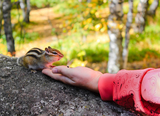 Chipmunk eats with hands