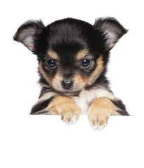 Chihuahua puppy above banner