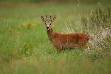 Naklejka na ściany i meble Roe deer male on the magical green grassland, european wildlife, wild animal in the nature habitat, deer rut in czech republic.