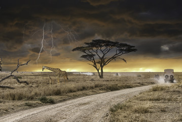 Safari Game drive in Serengeti national park during thunder storm , Tanzania.