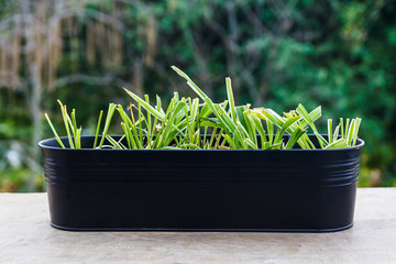 Group of lemon grass.