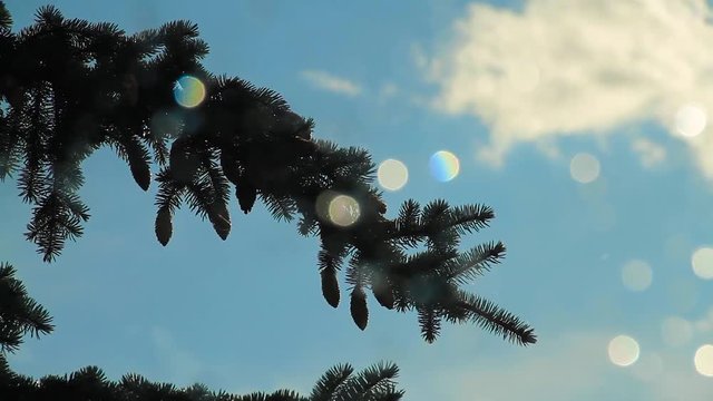 Fir Cones On The Branch