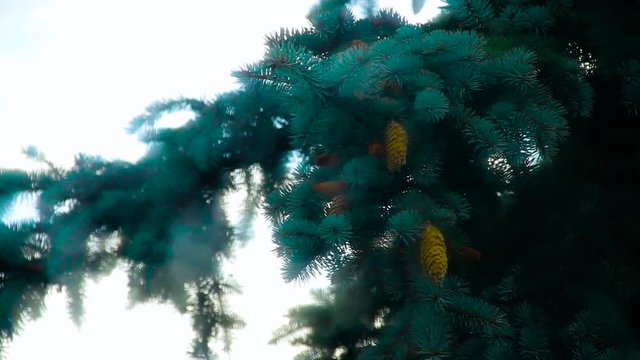 Fir Cones On The Branch