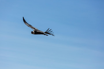 Condor