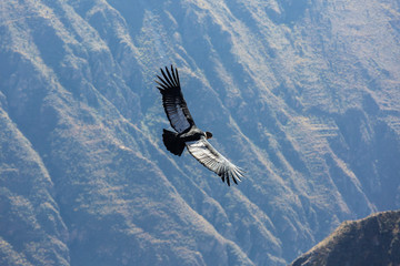 Condor