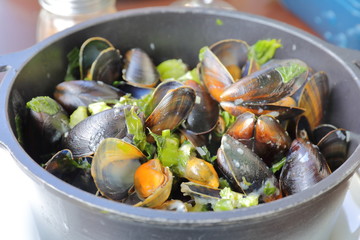 mussel