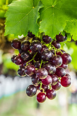Grape on grape vine.
