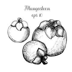 Hand drawn mangosteen