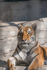 beautiful Bengal tiger, queen tiger