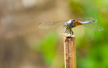 Dragonfly on a branch