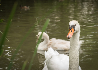 Junger Schwan, See, Schwäne, Schwimmen