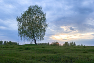 a lone birch tree stands in a field
