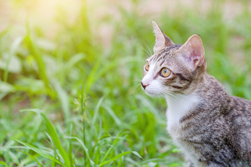 tabby cat in the grass Cat in the grass watching.
