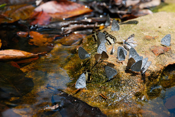 Wild Butterflies in the Natural Deep Forrest by the River