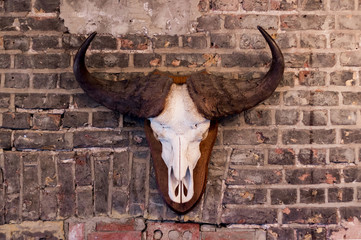 Wall mounted Ox skull with brick Background