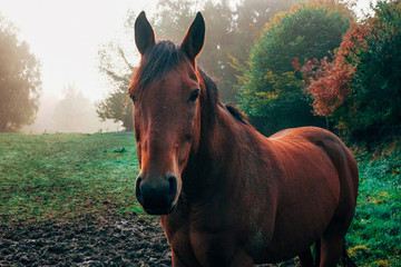 horse portrait