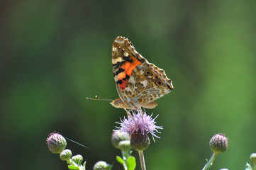 Painted Lady,Vanessa cardui, extracting nectar from a flower, Beautiful butterfly on flower
