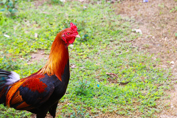 Chickens at feeding time